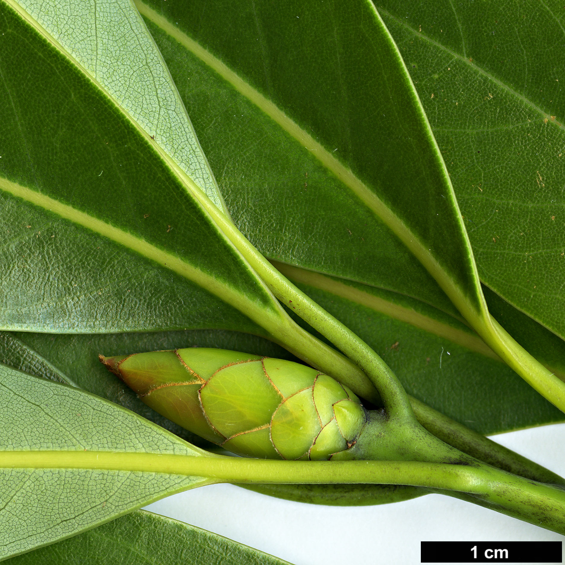 High resolution image: Family: Lauraceae - Genus: Machilus - Taxon: thunbergii 